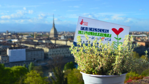 "Fai crescere la solidarietà": a Cuneo e Torino l’associazione LVIA torna nelle piazze con le piantine aromatiche solidali per il Diritto all’acqua in Africa "Fai crescere la solidarietà": a Cuneo e Torino l’associazione LVIA torna nelle piazze con le piantine aromatiche solidali per il Diritto all’acqua in Africa
