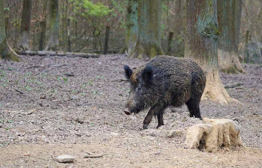 Peste Suina Africana, nessun nuovo caso in Piemonte: in Granda le positività restano 10 Peste Suina Africana, nessun nuovo caso in Piemonte: in Granda le positività restano 10