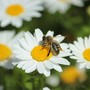 A Mondovì il seminario “Apicoltura e biodiversità. Un patrimonio da custodire e promuovere” A Mondovì il seminario “Apicoltura e biodiversità. Un patrimonio da custodire e promuovere”