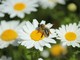 A Mondovì il seminario “Apicoltura e biodiversità. Un patrimonio da custodire e promuovere” A Mondovì il seminario “Apicoltura e biodiversità. Un patrimonio da custodire e promuovere”