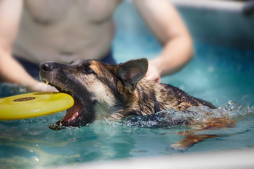 “A pelo d’acqua”: inaugurata a Carrù la piscina per cani