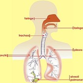 Embolia polmonare, al Santa Croce e Carle di Cuneo un congresso su diagnosi e terapie avanzate Embolia polmonare, al Santa Croce e Carle di Cuneo un congresso su diagnosi e terapie avanzate