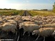 A Bandito morte 30 pecore investite da un treno diretto a Torino