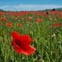 Profondo rosso: lo spettacolo dei papaveri nel Roero Profondo rosso: lo spettacolo dei papaveri nel Roero