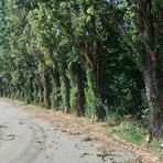 Abbattimento dei pioppi a Montà, le associazioni chiedono al Comune un tavolo per salvarli: "Madre terra ci ringrazierà" Abbattimento dei pioppi a Montà, le associazioni chiedono al Comune un tavolo per salvarli: "Madre terra ci ringrazierà"