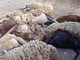 Quindici pecore morte sbranate a Clavesana, l'ultimo caso nella zona meno di un anno fa