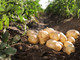 Come si piantano le patate