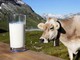 Tavolo del latte convocato in Regione, Protopapa: “Le aziende agricole necessitano di risposte urgenti&quot;