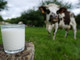 Prezzo del latte: Confagricoltura Cuneo è &quot;moderatamente soddisfatta&quot;