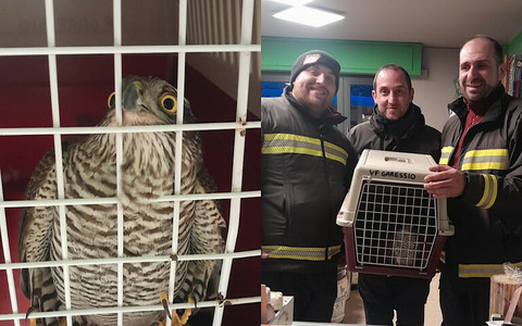 Garessio, sparviene rimane intrappolato nella vetrina di un negozio, lo salvano i Vigili del Fuoco