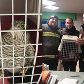 Garessio, sparviene rimane intrappolato nella vetrina di un negozio, lo salvano i Vigili del Fuoco