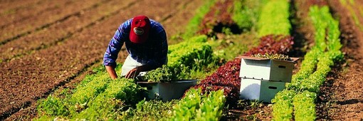 Migranti, Coldiretti Cuneo: "Bene Bankitalia su semplificazione accesso conti correnti per i lavoratori stranieri" Migranti, Coldiretti Cuneo: "Bene Bankitalia su semplificazione accesso conti correnti per i lavoratori stranieri"