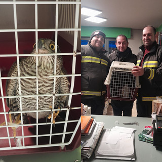 Garessio, sparviene rimane intrappolato nella vetrina di un negozio, lo salvano i Vigili del Fuoco