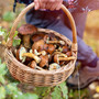 Stagione estiva alle porte, ecco come raccogliere i funghi in sicurezza Stagione estiva alle porte, ecco come raccogliere i funghi in sicurezza