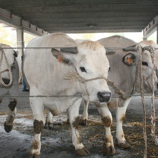Bovini piemontesi di Sottorazza Albese Bovini piemontesi di Sottorazza Albese
