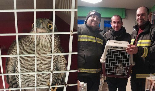 Garessio, sparviene rimane intrappolato nella vetrina di un negozio, lo salvano i Vigili del Fuoco