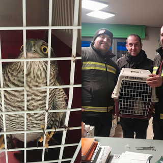 Garessio, sparviene rimane intrappolato nella vetrina di un negozio, lo salvano i Vigili del Fuoco