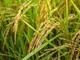 Coldiretti Piemonte sul riso: &quot;Assurdo agevolare importazioni da Cambogia”