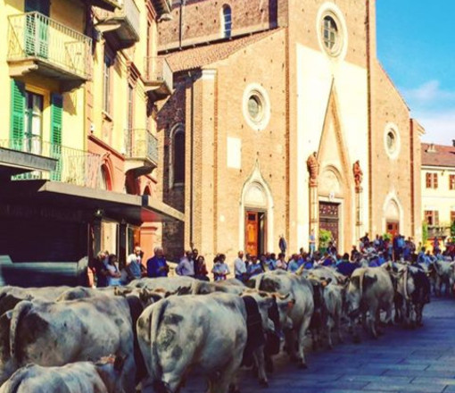 A Saluzzo torna la Rudunà, la grande festa degli animali d'alpeggio