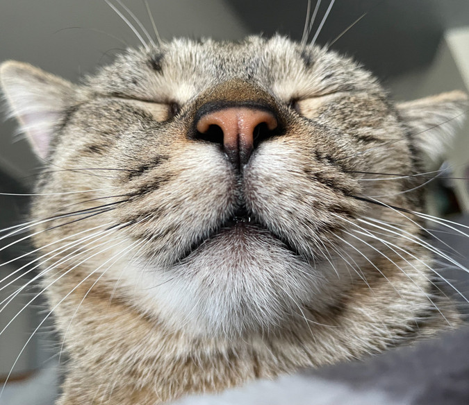 QUATTROZAMPE / Arrivano le festività, ma l'adozione di un animale deve essere sempre consapevole