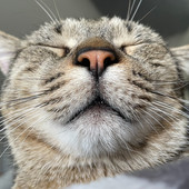 QUATTROZAMPE / Arrivano le festività, ma l'adozione di un animale deve essere sempre consapevole