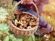 Stagione estiva alle porte, ecco come raccogliere i funghi in sicurezza Stagione estiva alle porte, ecco come raccogliere i funghi in sicurezza