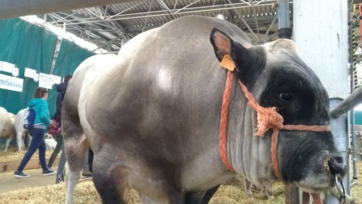 Taglio del nastro al Miac di Cuneo per la 39^ mostra nazionale dei bovini di razza piemontese
