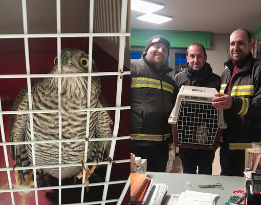 Garessio, sparviene rimane intrappolato nella vetrina di un negozio, lo salvano i Vigili del Fuoco