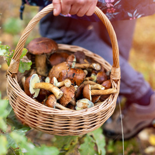 Stagione estiva alle porte, ecco come raccogliere i funghi in sicurezza