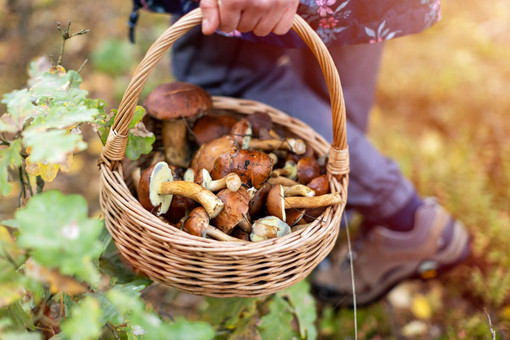 Cuneo, alla Casa del Fiume un pomeriggio alla scoperta delle “meraviglie nascoste dei funghi”