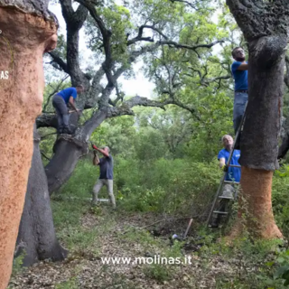 Sugherificio Molinas si prepara alla decortica degli oltre 8000 ettari di foreste di proprietà