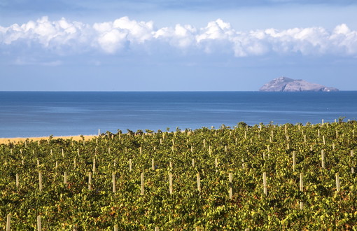 Le 'Strade del Vino in Sardegna', sette itinerari nelle zone delle produzioni a marchio Doc e Docg