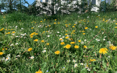 Savigliano, sfalci ridotti in 15 aree della città per aiutare la biodiversità