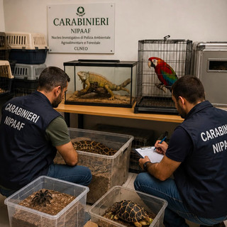Carabinieri forestali, Usic: “Sequestrati animali esotici e protetti. Plauso ai colleghi del Nipaaf di Cuneo”