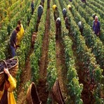 Stagionali nelle Langhe, il direttore della Caritas albese don Degiorgis: “Dietro i numeri ci sono persone che chiedono una speranza” Stagionali nelle Langhe, il direttore della Caritas albese don Degiorgis: “Dietro i numeri ci sono persone che chiedono una speranza”