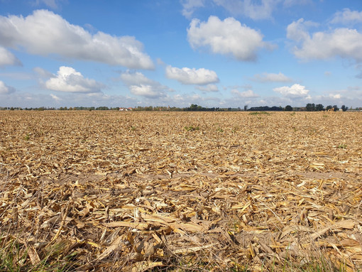 Siccità, allarme nel Cuneese, Coldiretti: "Comparto a rischio, occorre riconoscere lo stato di calamità naturale"
