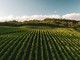La nebbia sul Sangiovese La nebbia sul Sangiovese