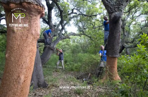 Sugherificio Molinas si prepara alla decortica degli oltre 8000 ettari di foreste di proprietà