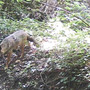 Nel Parco fluviale Gesso e Stura di Cuneo scoperto lo sciacallo dorato Nel Parco fluviale Gesso e Stura di Cuneo scoperto lo sciacallo dorato