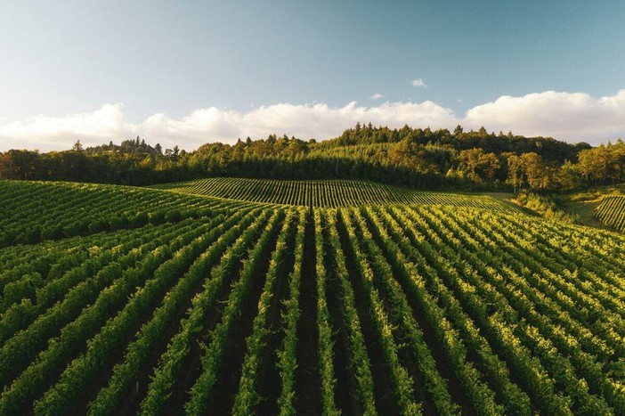 La nebbia sul Sangiovese La nebbia sul Sangiovese