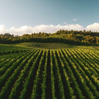 La nebbia sul Sangiovese