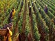Stagionali nelle Langhe, il direttore della Caritas albese don Degiorgis: “Dietro i numeri ci sono persone che chiedono una speranza” Stagionali nelle Langhe, il direttore della Caritas albese don Degiorgis: “Dietro i numeri ci sono persone che chiedono una speranza”