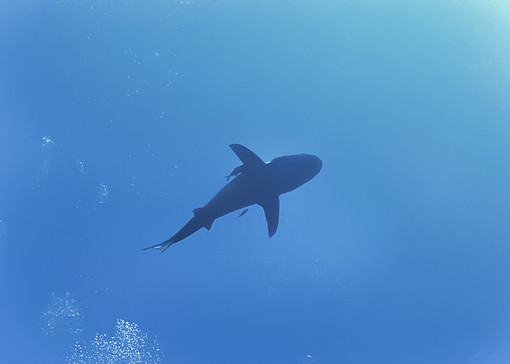 La foto allo squalo scattata dal nostro lettore a Sharm El Sheik La foto allo squalo scattata dal nostro lettore a Sharm El Sheik