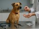 Simparica antiparassitario per cani, una protezione pensata per il benessere quotidiano