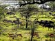 Safari in Tanzania: Cosa sapere per una straordinaria avventura nella natura