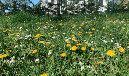 Savigliano, sfalci ridotti in 15 aree della città per aiutare la biodiversità Savigliano, sfalci ridotti in 15 aree della città per aiutare la biodiversità