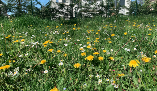 Savigliano, sfalci ridotti in 15 aree della città per aiutare la biodiversità Savigliano, sfalci ridotti in 15 aree della città per aiutare la biodiversità