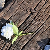 Dopo un suicidio, “chi resta” non deve essere lasciato solo: la risposta de La Voce di Elisa Dopo un suicidio, “chi resta” non deve essere lasciato solo: la risposta de La Voce di Elisa