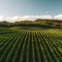 La nebbia sul Sangiovese La nebbia sul Sangiovese