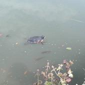 "Qualcuno ha svuotato l'acquario": tartarughe abbandonate nelle acque del laghetto al parco Parri di Cuneo
